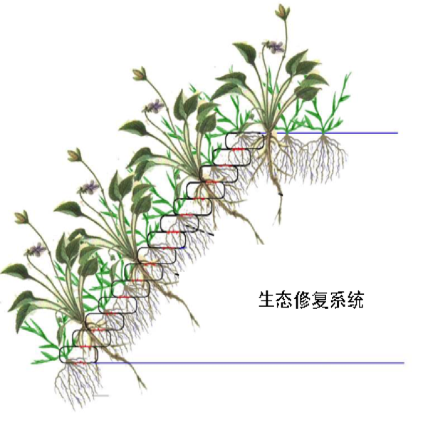 中小河道河流生态修复设计与施工
Design & construction for mid-small river
 ecological restoration